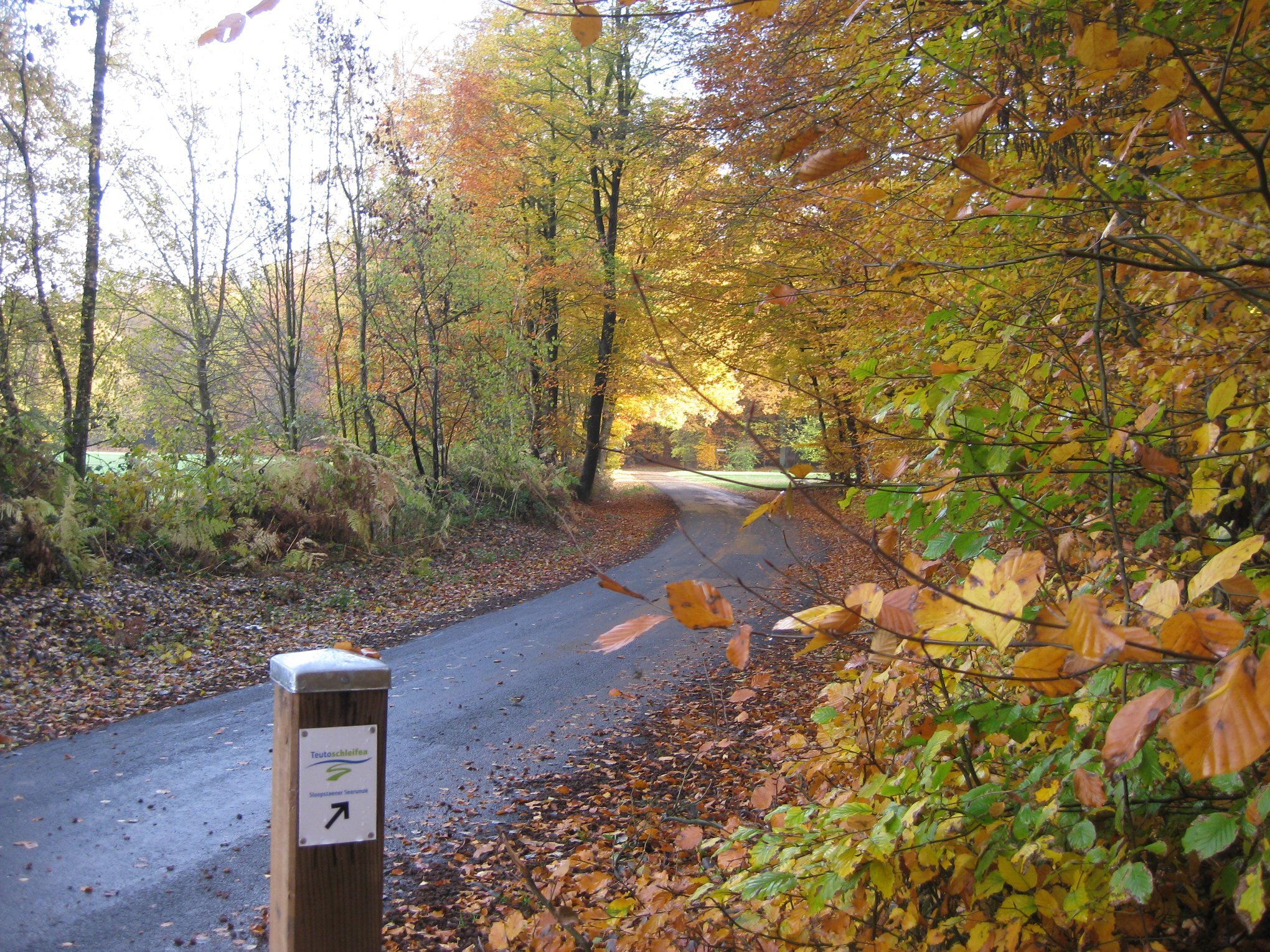 Der bunte Blätterwald im Wersener Holz