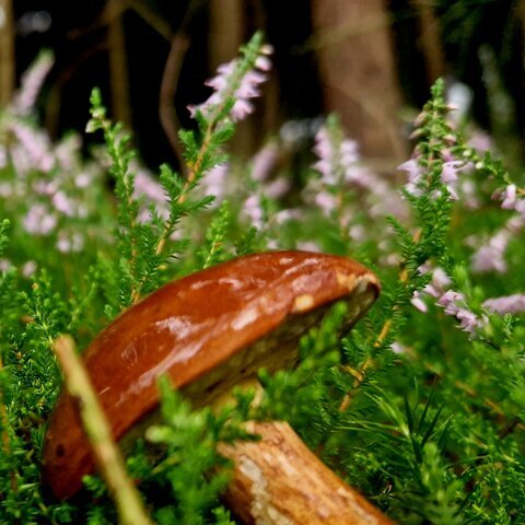 Pilz Herbst