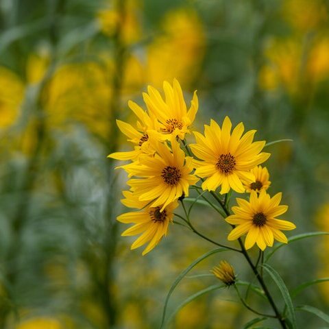 Topinambur Blume Natur Garten