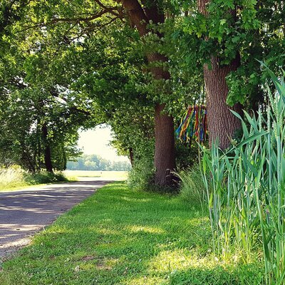 Westerkappeln Umland Feld Straße Wandern Mai