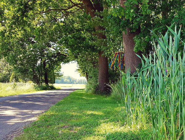 Westerkappeln Umland Feld Straße Wandern Mai