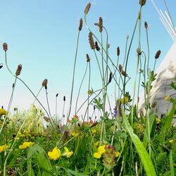 Wiese Blumen Natur