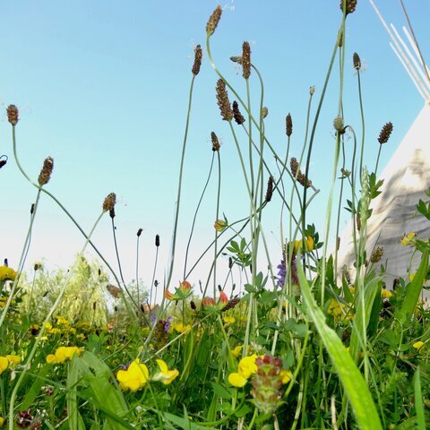 Wiese Blumen Natur