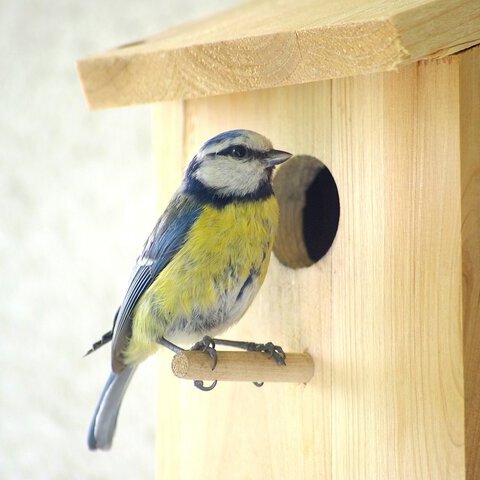 Nistkasten Nisthilfe Blaumeise
