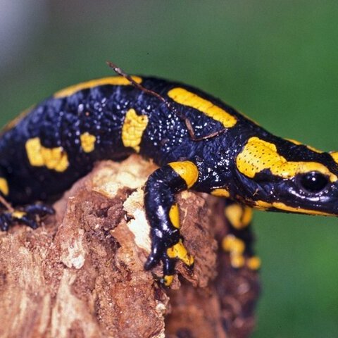 Feuersalamander