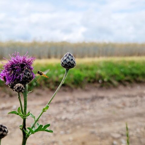 Naturerlebnisweg Wiesen wandern Weg Insekt Schwebfliege Kornblume
