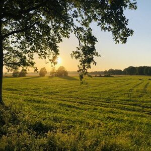 Umwelt Feld Wiese Sonne