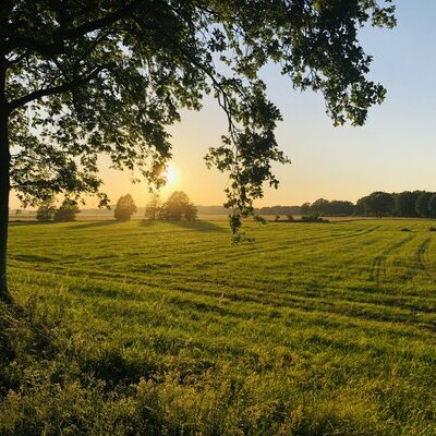Umwelt Feld Wiese Sonne