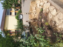 Wildbieneninsel