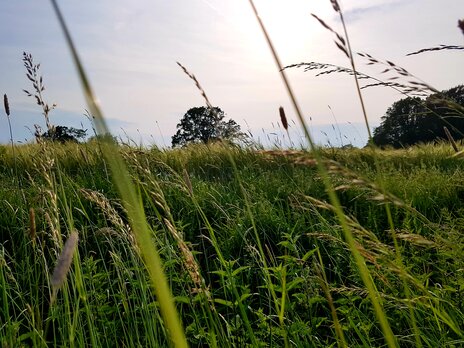 Wiese Westerkappeln Wandern Umland