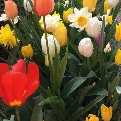 Blumen Blüten