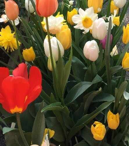Blumen Blüten