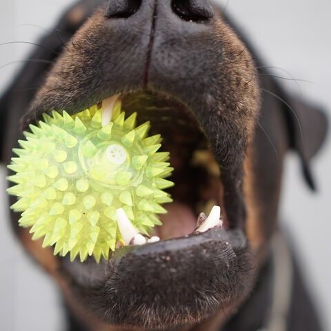 Hund Tier