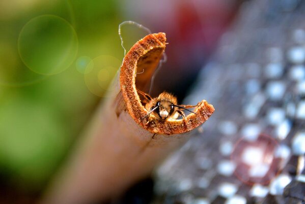 Biene Wildbiene Natur