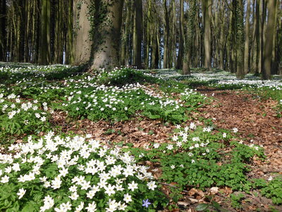Wald Wiese Blumen
