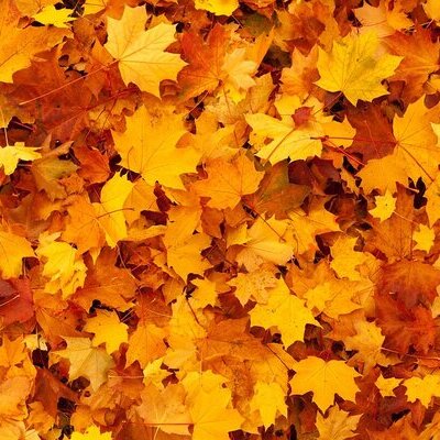 Herbst Laub Blätter