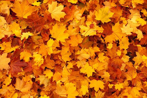 Herbst Laub Blätter
