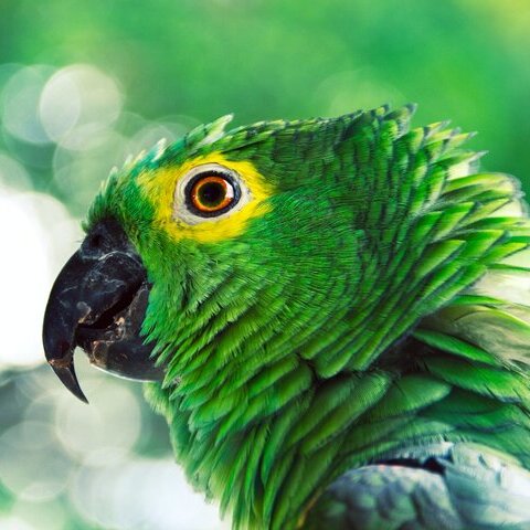 Grün Vogel Kakadu