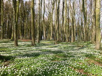 Wald
