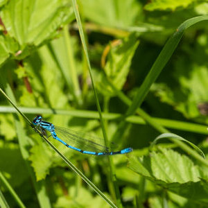 Klima Natur Insekt Libelle Gras Wiese