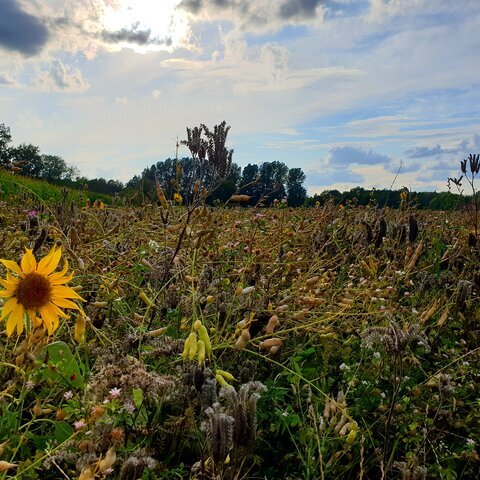 Natur Blumen Feld Sonne Wiese